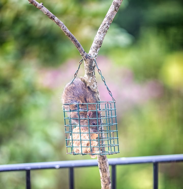 Bird Feeders – That’s How You Get Rats