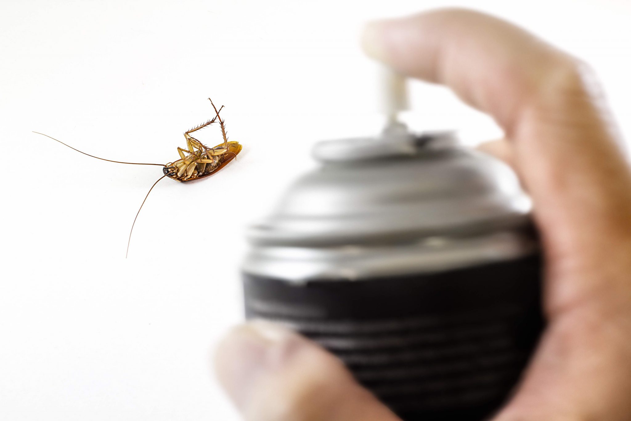 BugMaster Kelowna Pest Control Home Remedies Spray Bugs