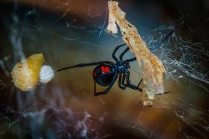 A black widow spider spotted in Kelowna, BC