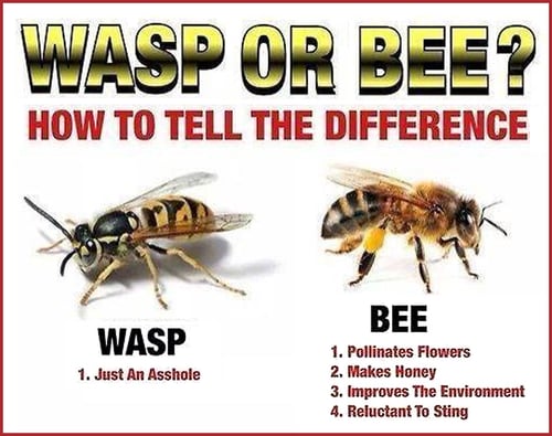 wasp or bee - how to tell the difference
