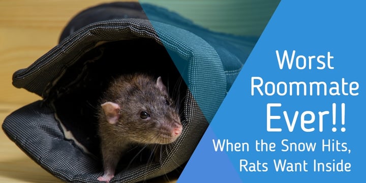 Worst Roommate EVER! When the Snow Hits, Rats Want Inside!