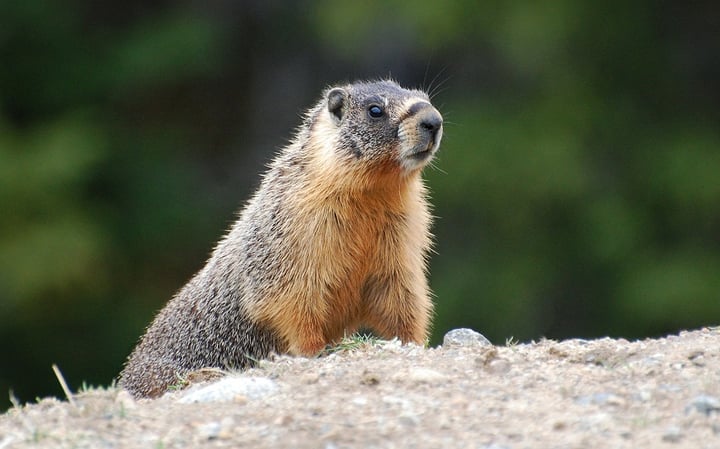 Underground Uproar - Marmots In The Okanagan