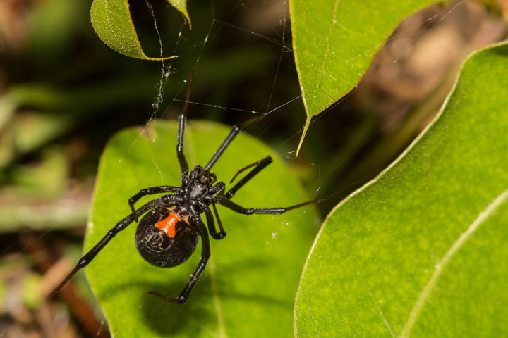 How To Teach Your Children About Black Widows To Stay Safe In the Okanagan