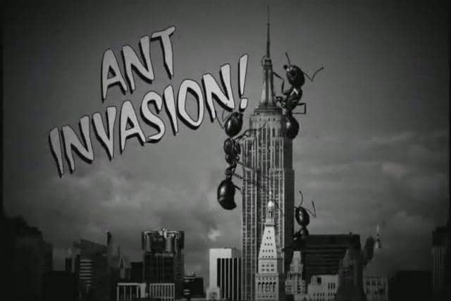Invasion of the Ants!