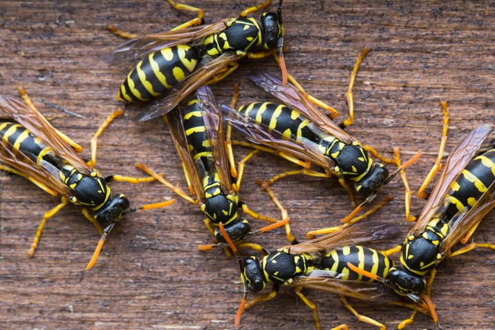 Kiss Your Nest Goodbye: Getting Rid of Wasps
