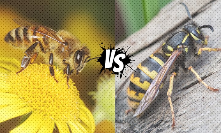 Nature’s Jekyll and Hyde: The Benevolent Bee and the Wicked Wasp