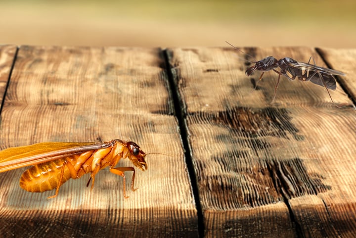 Not Your Usual Suspects – Termites vs. Flying Ants
