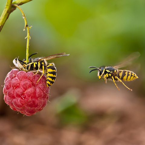 wasps-on-raspberry-royalty-free-image-976935202-1558109560