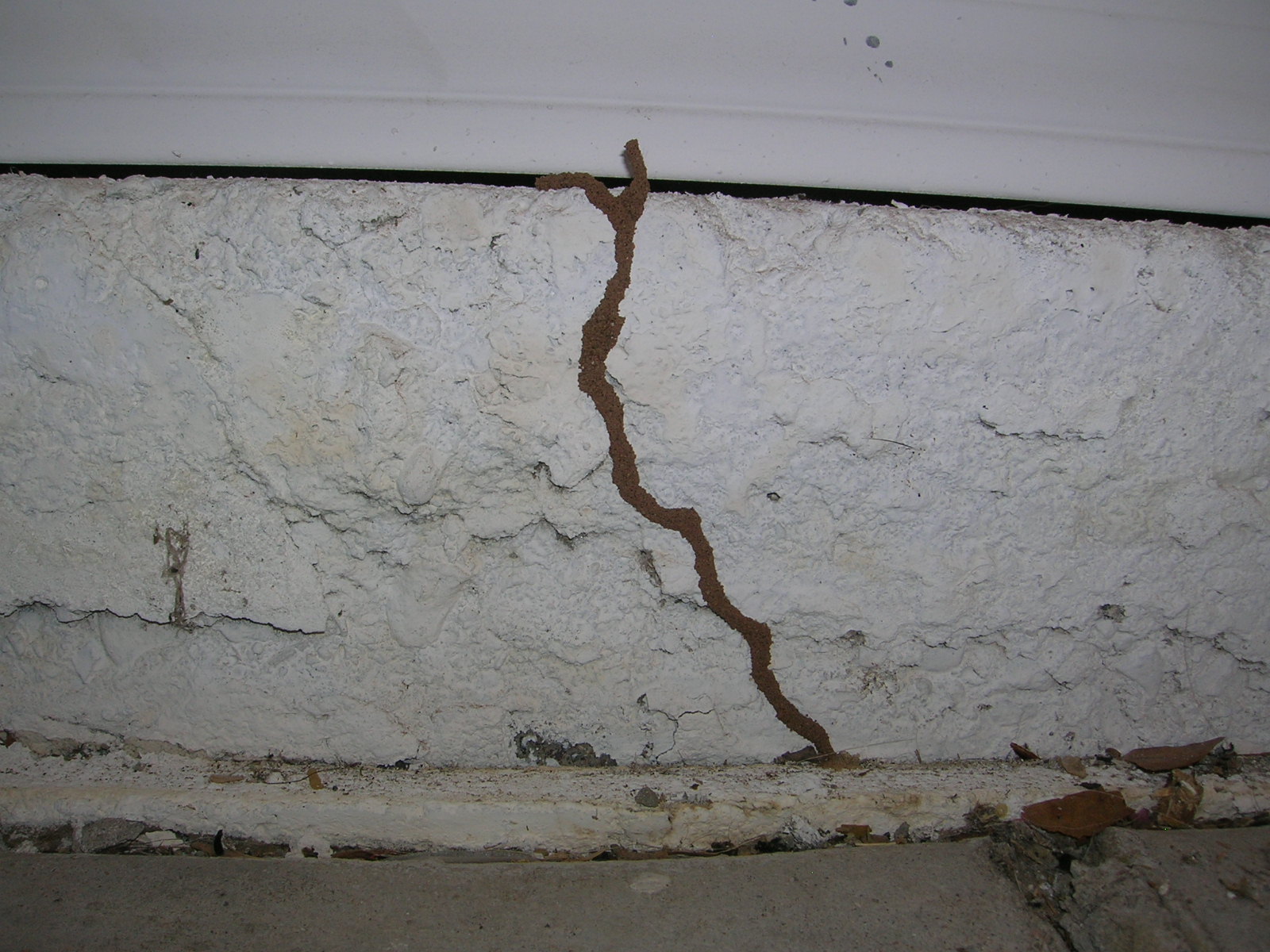 Shelter Tubing Termites Kelowna BC Bugmaster Pest Control Exterminator