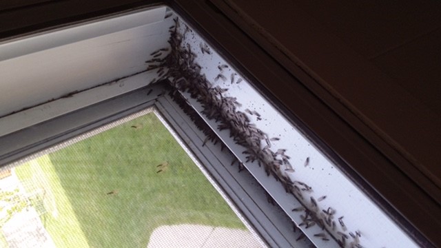 Termite Swarmers Kelowna BC Bugmaster Exterminator Pest Control