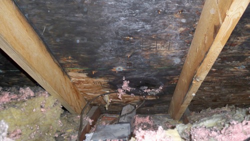 BugMaster pest control Kelowna - mold damage in attic
