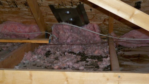BugMater Pest Control - soiled insulation