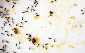 BugMatser Pest Control Kelowna Odorous house ants on a dinner plate
