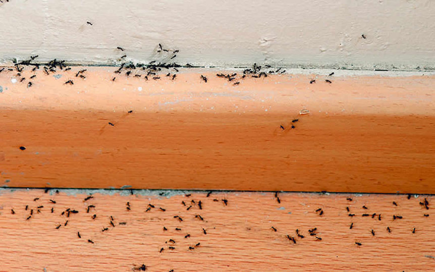 Jan 2019 - Why Ants