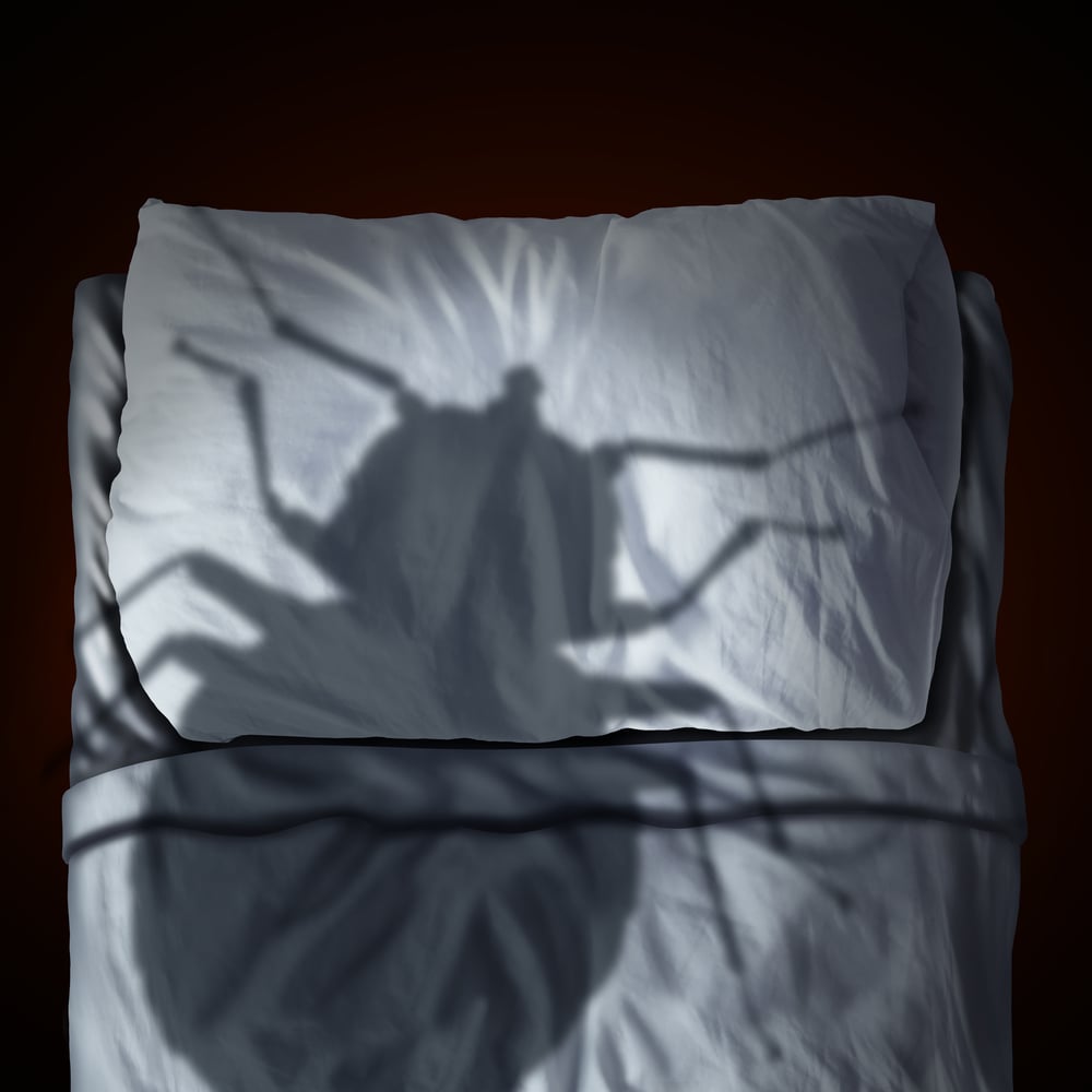 Bed Bug Off – Ridding Your Property of Bed Bugs