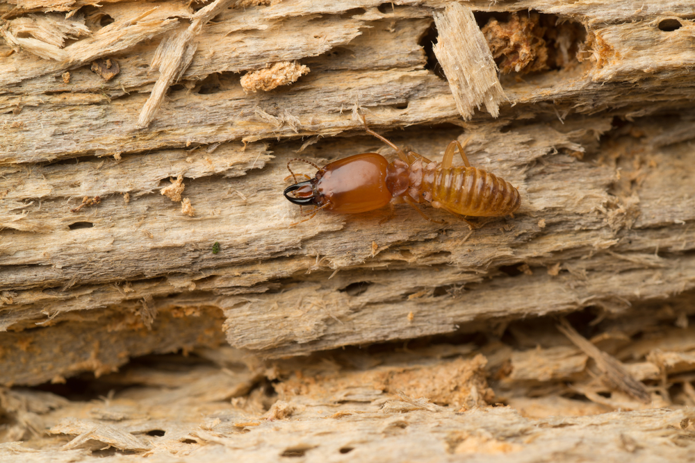 Hasta La Vista, Termite - How to Properly Identify and Terminate Termites
