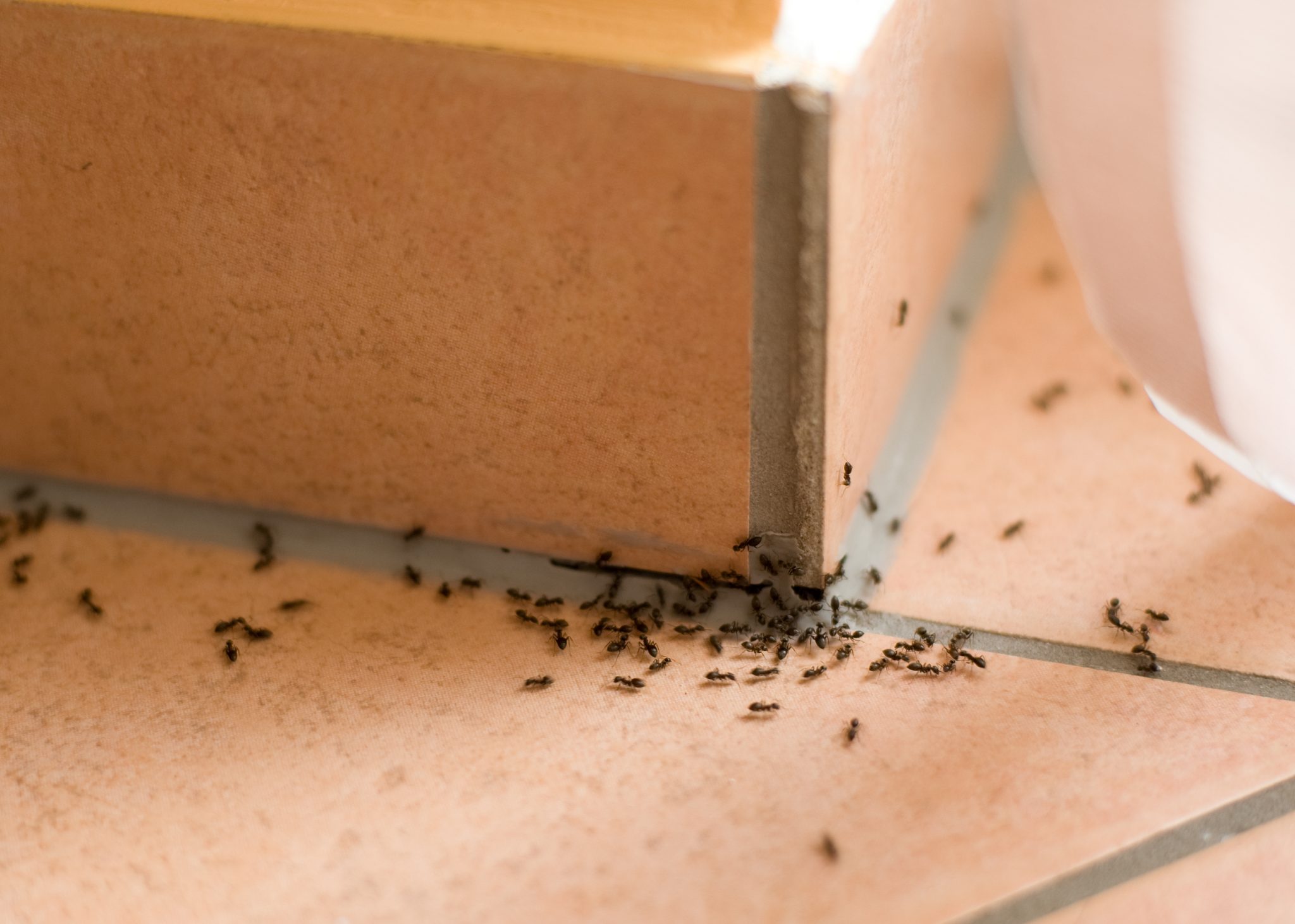 Ant Infestations - How Quick Home Remedies Can Make Your Problem Worse
