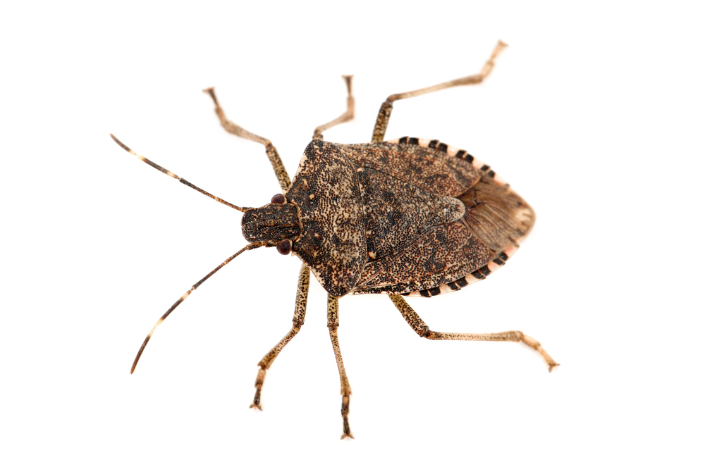 identifying-and-eliminating-stink-bugs