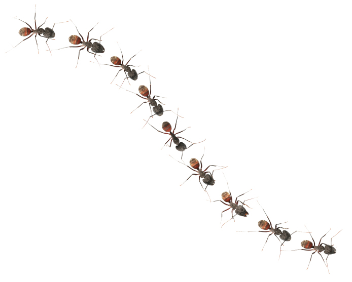 istock-ants-marching1
