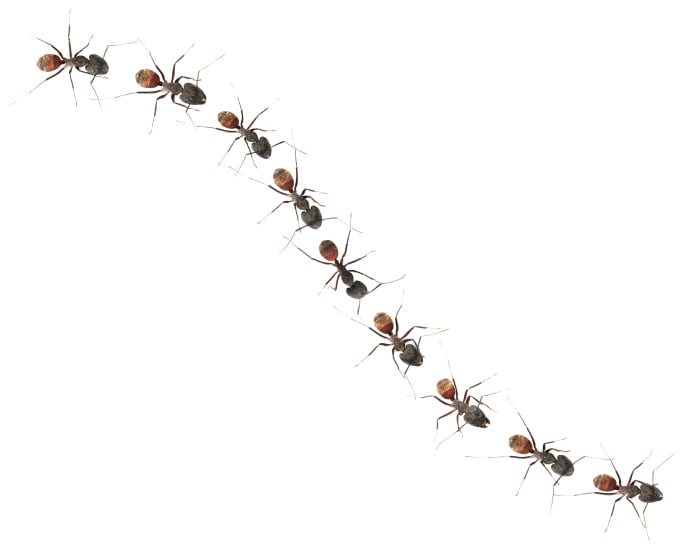 what-to-do-attack-of-the-indoor-ant