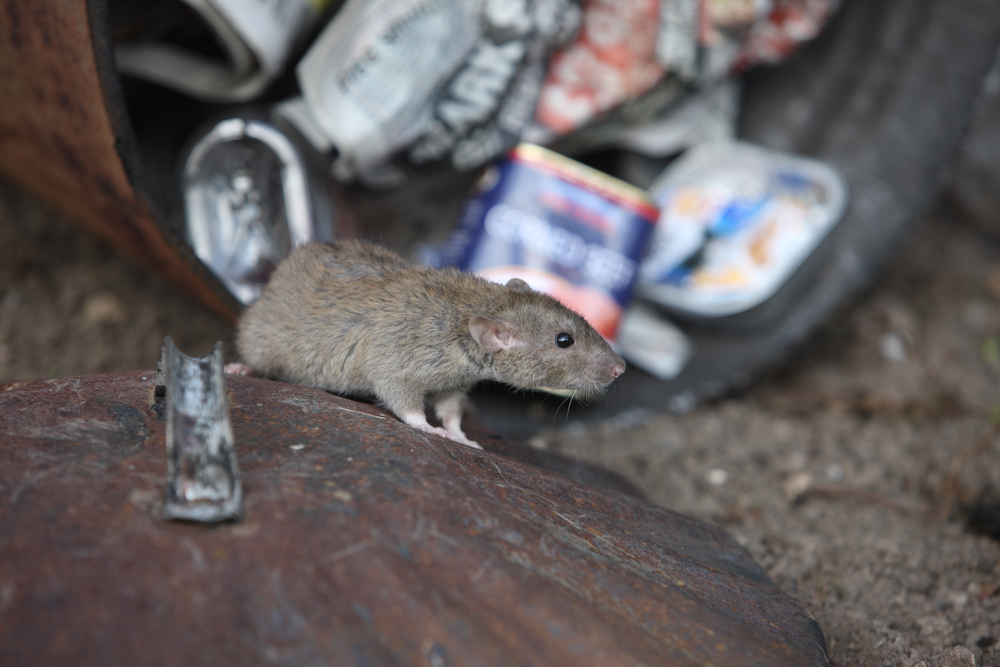 ridding-your-home-of-rodents