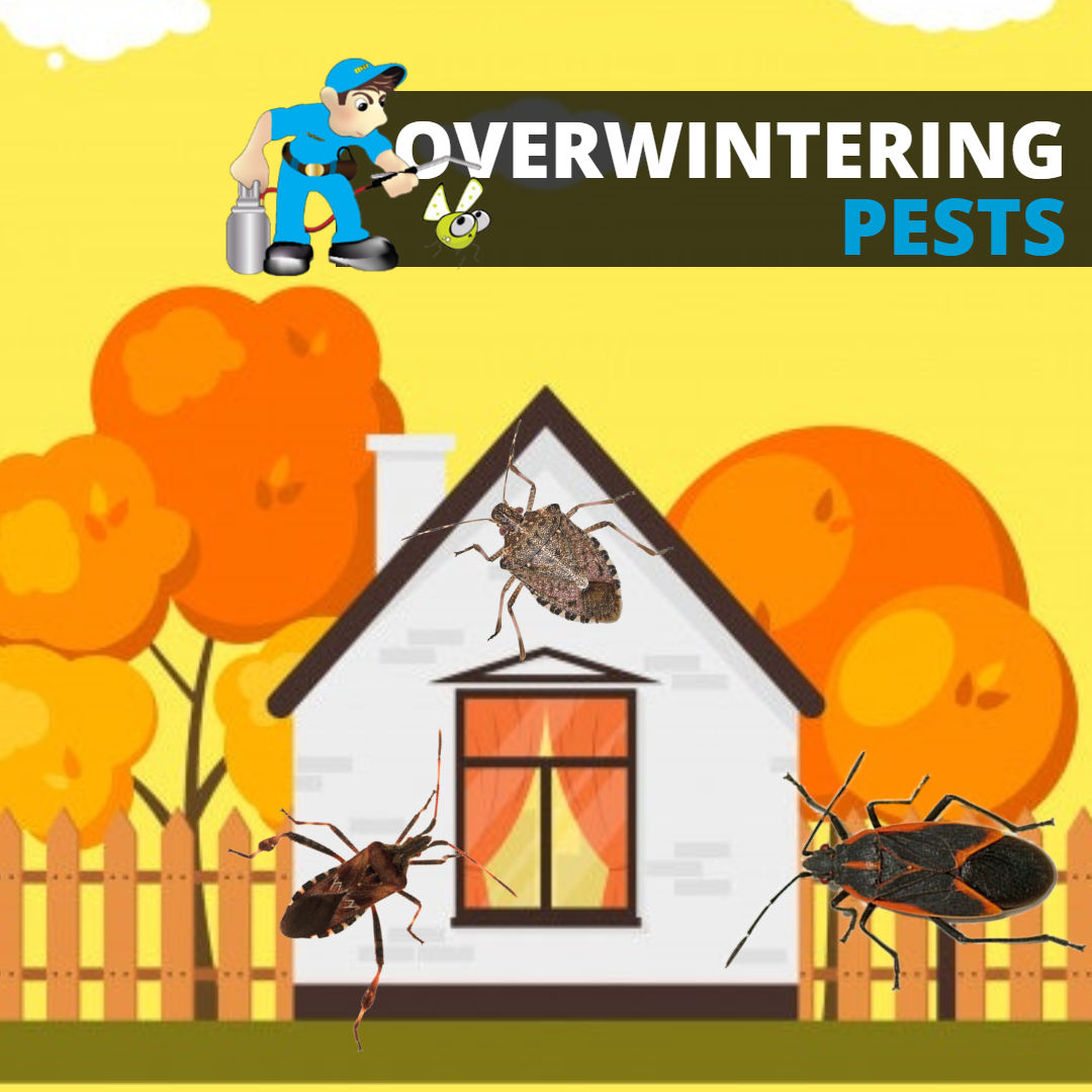 OVERWINTERING PESTS