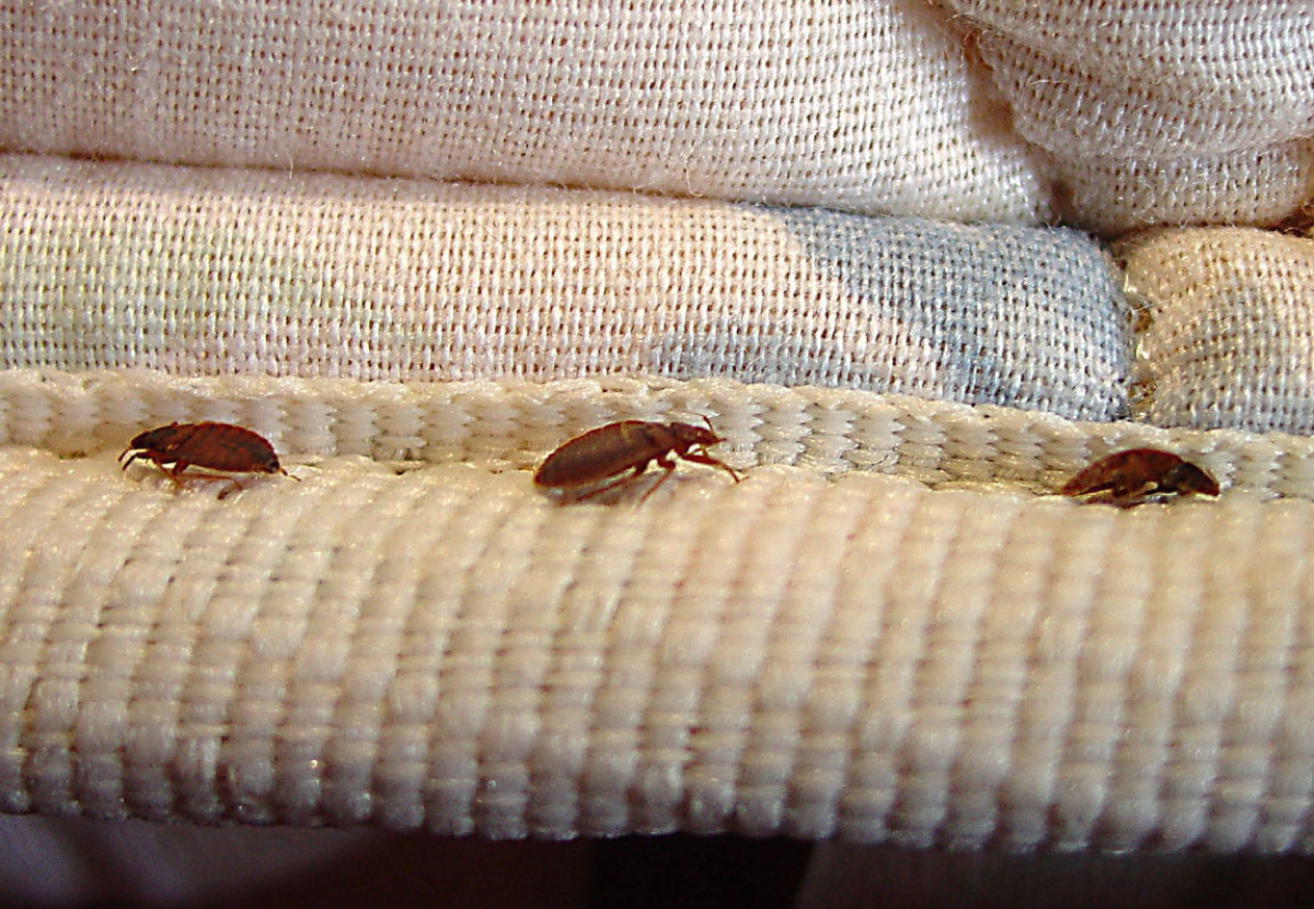 fee thee Silicium Wash, Spray, or Burn – The Ways and Means of Eliminating Bed Bugs